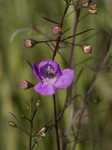 Slenderleaf false foxglove